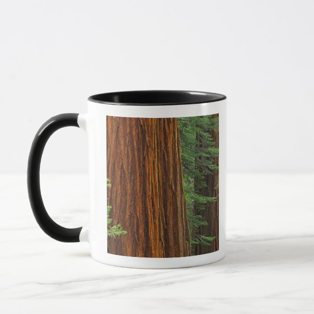 Mug troncs de Séquoia géant en forêt, Yosemite (Gauche)