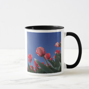 Mug Tulipes rouges sous un angle très bas, Cincinnati,