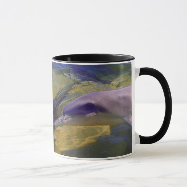 MUG TURSIOPS ADUNCUS (Droite)