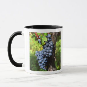 Mug Une grappe de raisins merlot mûrs sur une vigne av