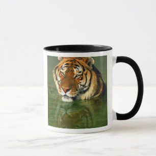 Mug USA, Californie, comté de Los Angeles. Bengale