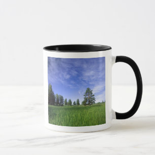 Mug UTAH. ÉTATS-UNIS. Pins ponderosa (Pinus ponderosa)