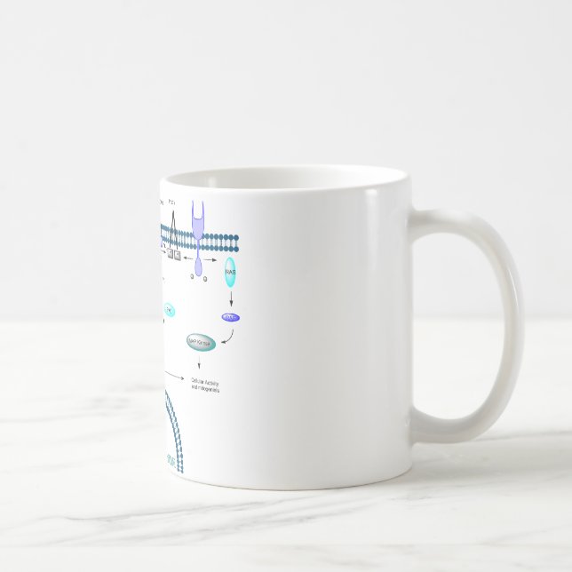Mug Voie de GPCR (Droite)