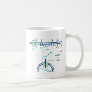 Mug Voie de GPCR