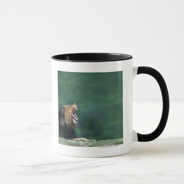 Mug Vue d'un lion (Panthera Lion) ouvrant sa bouche (Droite)
