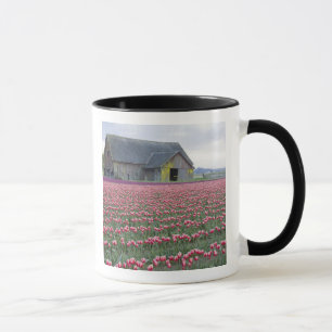 Mug WA, vallée de Skagit, champ de tulipes et grange