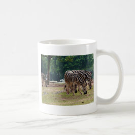 Mug zèbres dans un zoo d'animaux sauvages