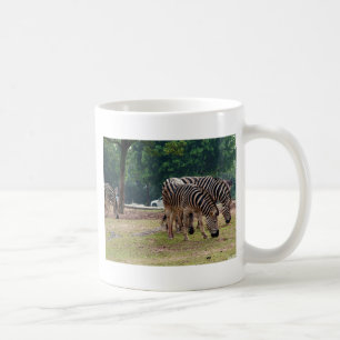 Mug zèbres dans un zoo d'animaux sauvages