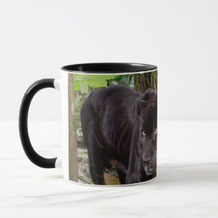 Mug Zoo de Belize City. Panthère noire