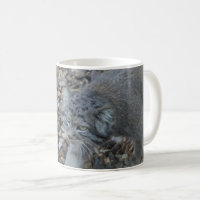 Zoo Photographie - Pallas Cat (Manul)