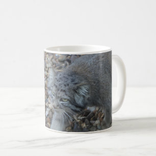 Mug Zoo Photographie - Pallas Cat (Manul)