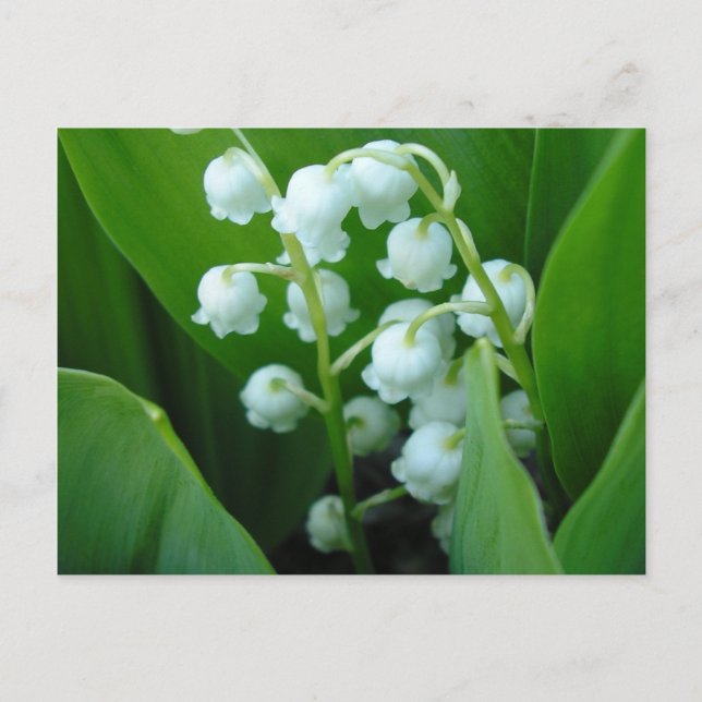 Muguet Postkarte (Vorderseite)