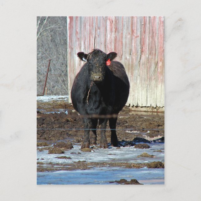 Muh Postkarte (Vorderseite)
