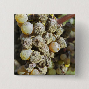 Mühlertrauben mit edler Rote. Erntezeit Button