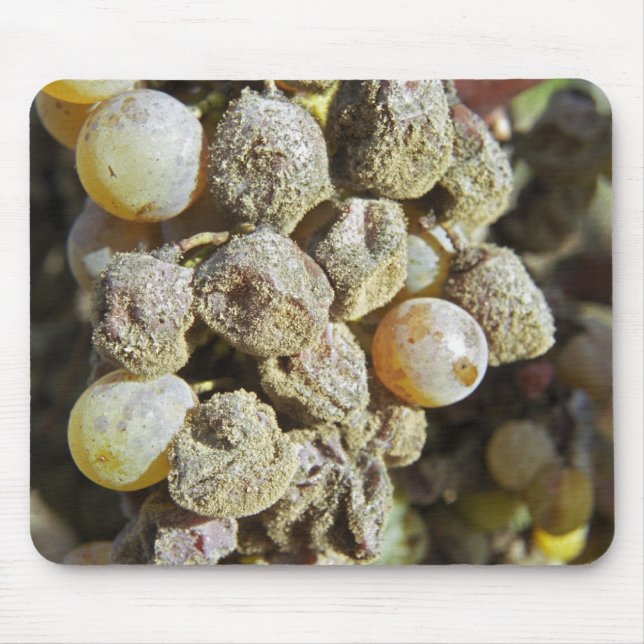 Mühlertrauben mit edler Rote. Erntezeit Mousepad (Vorne)