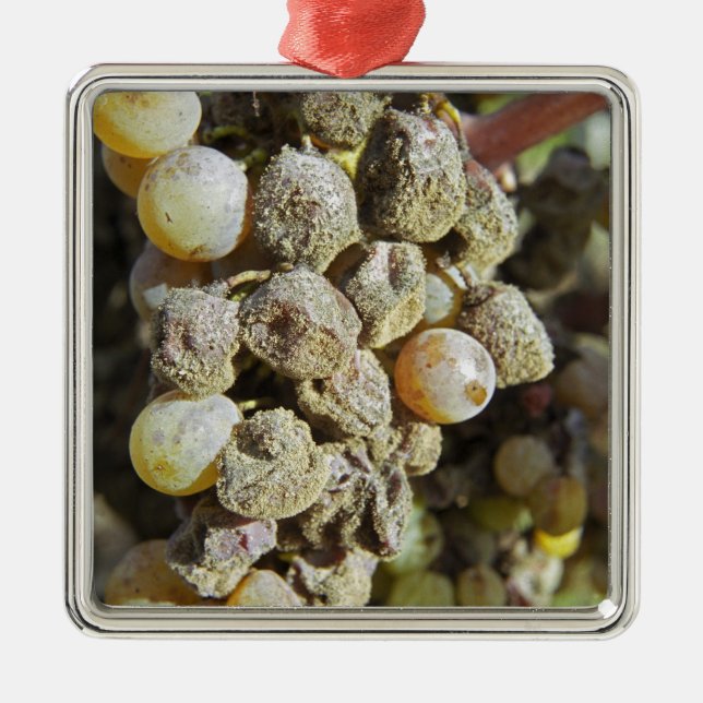 Mühlertrauben mit edler Rote. Erntezeit Ornament Aus Metall (Vorne)
