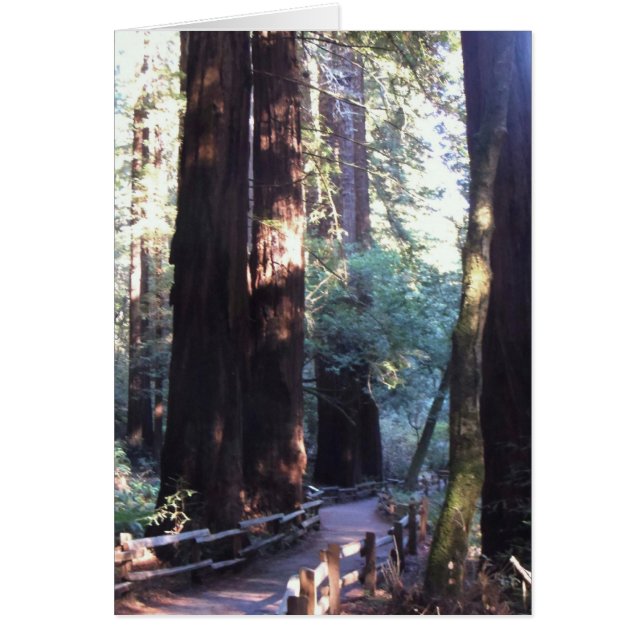 Muir Woods (Vorne)
