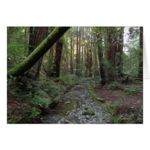 Muir Woods Bach Waldlandschaft