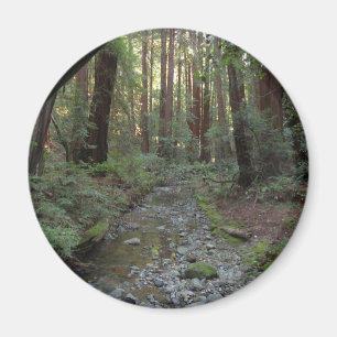 Muir Woods Bach Waldlandschaft Magnet