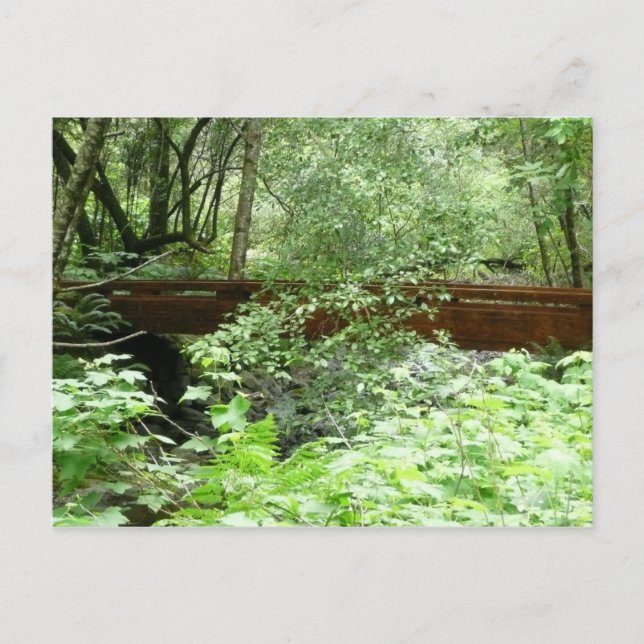 Muir Woods Bridge I Postkarte (Vorderseite)