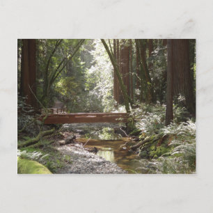 Muir Woods Bridge II Postkarte