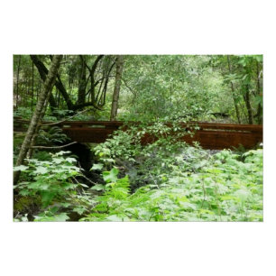 Muir Woods Brücke I Poster