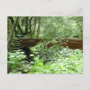 Muir Woods Brücke I Postkarte