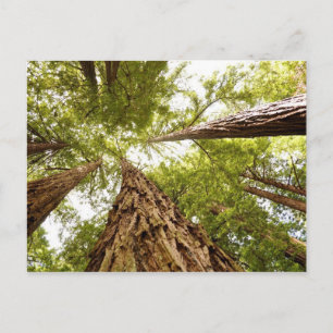 Muir Woods, CA Postkarte