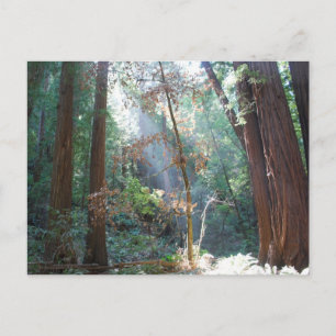 Muir Woods California Postkarte