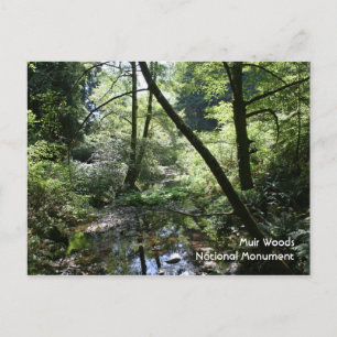 Muir Woods, carte postale