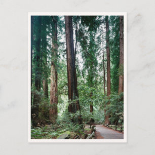 Muir Woods Marin Bay Area Reise Foto Postkarte
