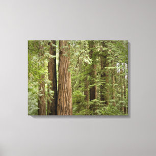 Muir Woods National Monument, Norden Leinwanddruck