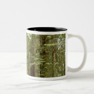 Muir Woods National Monument, Norden Zweifarbige Tasse