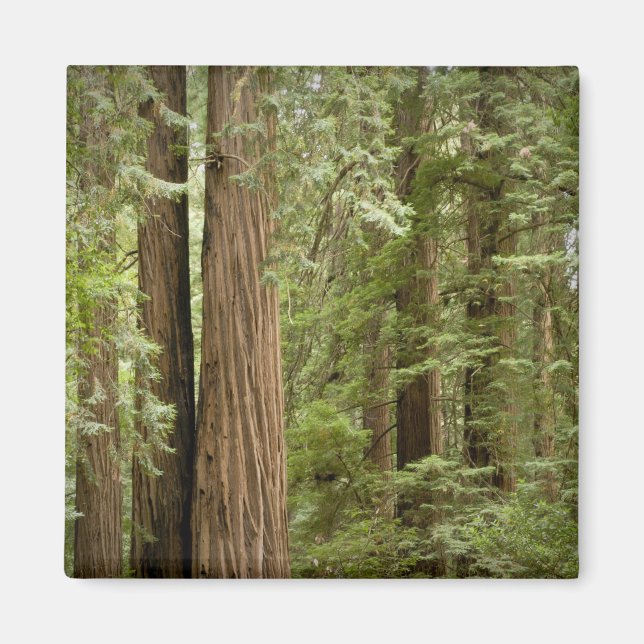 Muir Woods National Monument, Northern Magnet (Vorne)