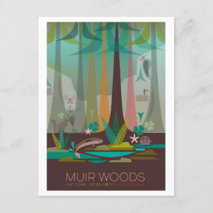 Muir Woods National Monument Postcard Postkarte