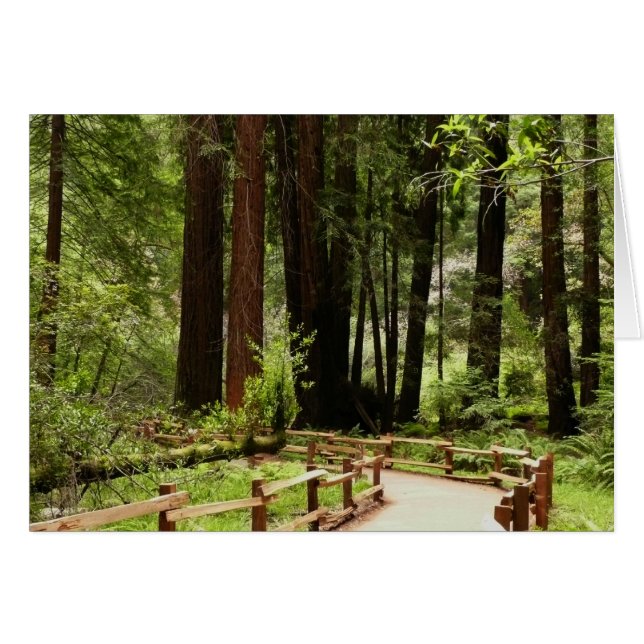 Muir Woods Path I Naturefotografie (Vorderseite (Horizontal))