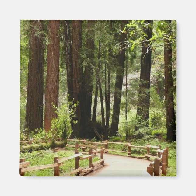 Muir Woods Path I Naturefotografie Magnet (Vorne)