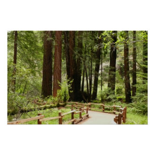 Muir Woods Path I Naturefotografie Poster