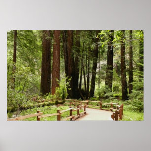 Muir Woods Path I Naturefotografie Poster