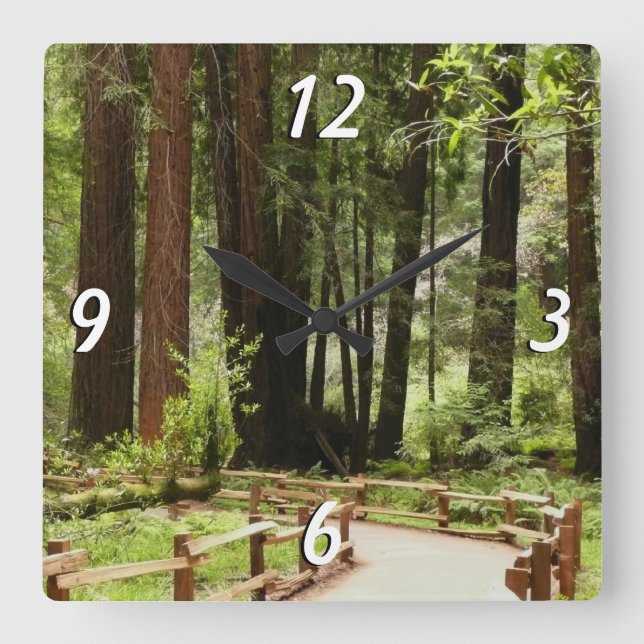 Muir Woods Path I Naturefotografie Quadratische Wanduhr (Vorderseite)