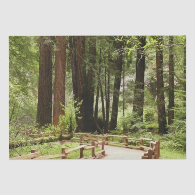 Muir Woods Path I Naturefotografie Seidenpapier (Vorderseite)