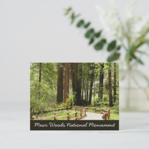 Muir Woods Path I Naturfotografie Postkarte