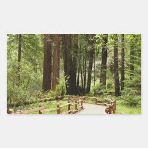 Muir Woods Path I Naturfotografie Rechteckiger Aufkleber