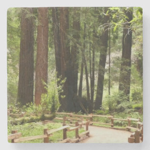 Muir Woods Path I Naturfotografie Steinuntersetzer