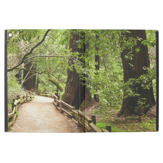 Muir Woods Path II Naturfotografie (Vorderseite)