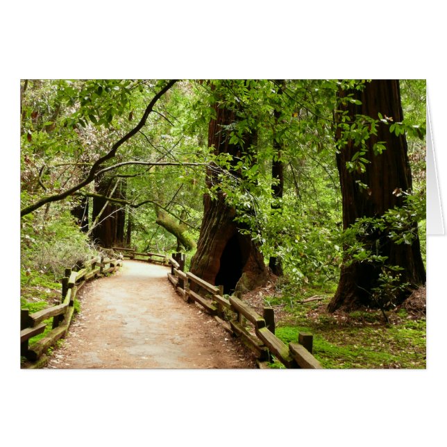 Muir Woods Path II Naturfotografie (Vorderseite (Horizontal))