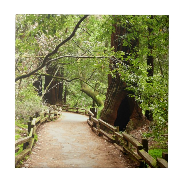Muir Woods Path II Naturfotografie Fliese (Vorderseite)