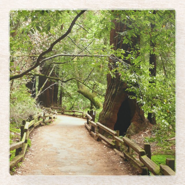 Muir Woods Path II Naturfotografie Glasuntersetzer (Vorderseite)