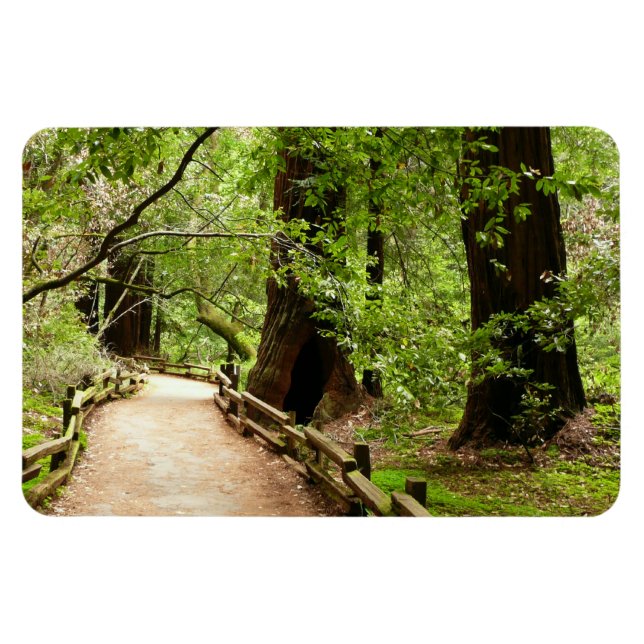 Muir Woods Path II Naturfotografie Magnet (Horizontal)