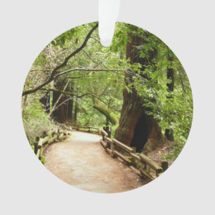 Muir Woods Path II Naturfotografie Ornament